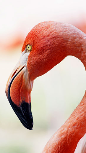 tp_bird.jpg